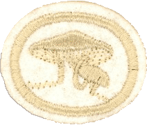 Hongos